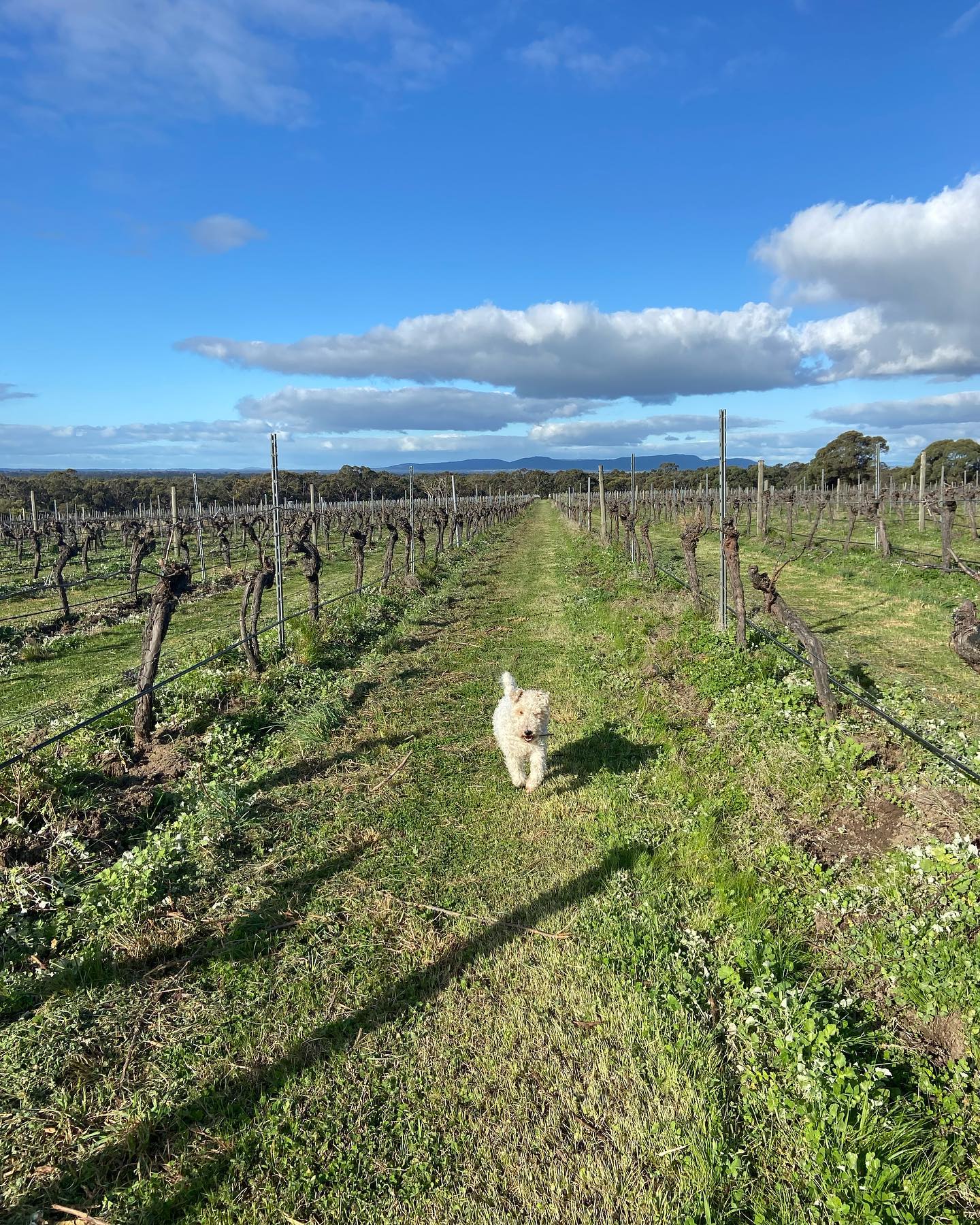 Fallen Giants Vineyard