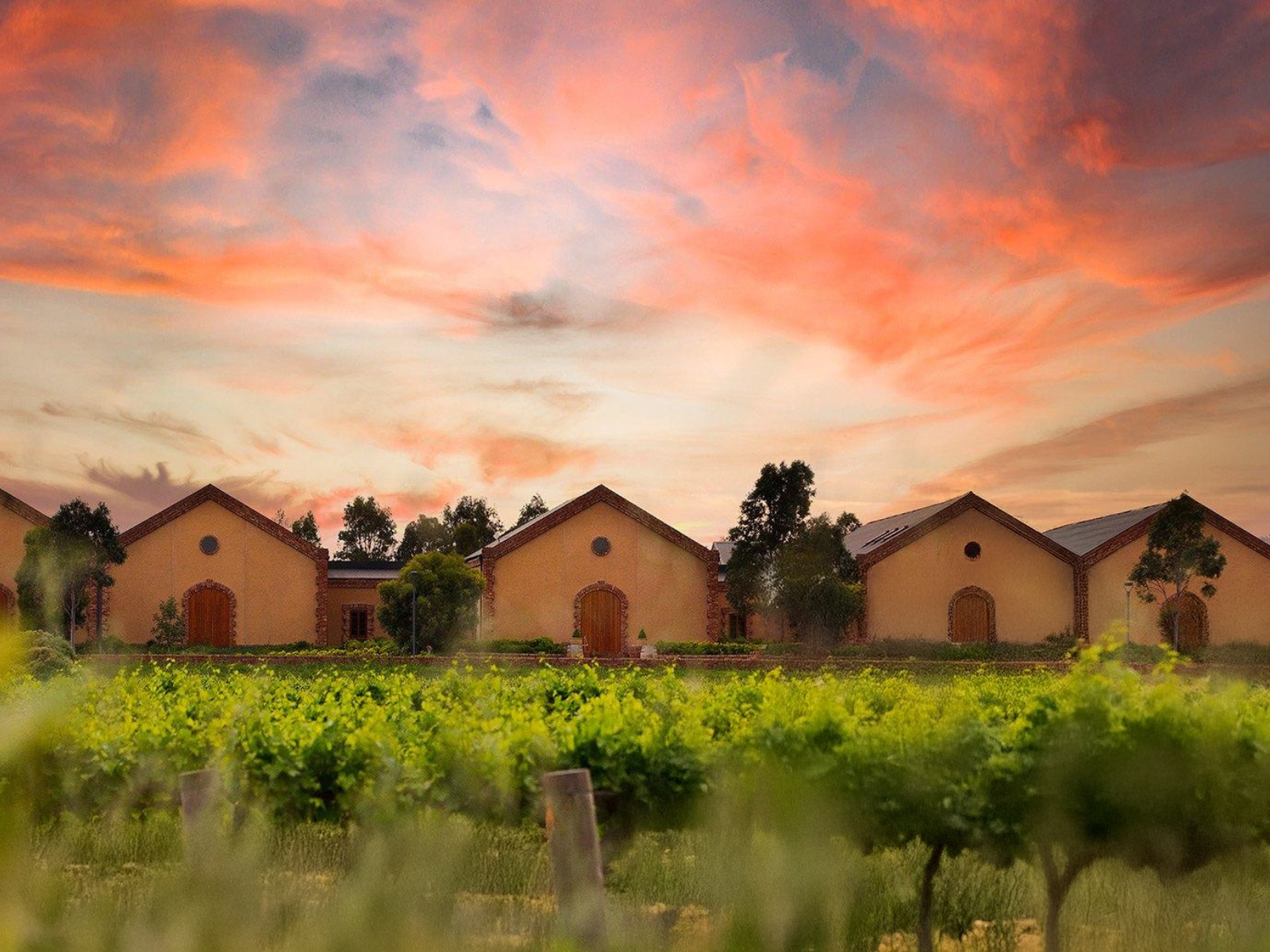 Murray Street Vineyard