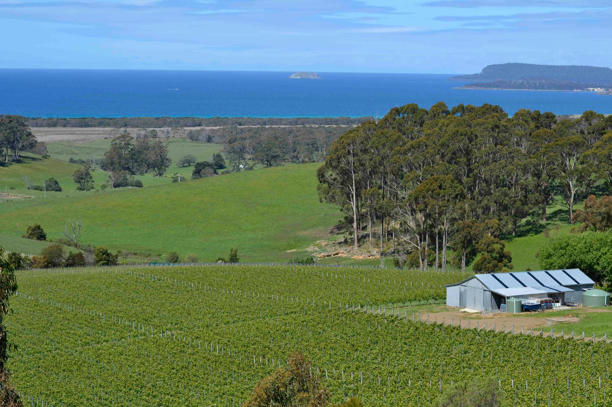 Cape Bernier Vineyard