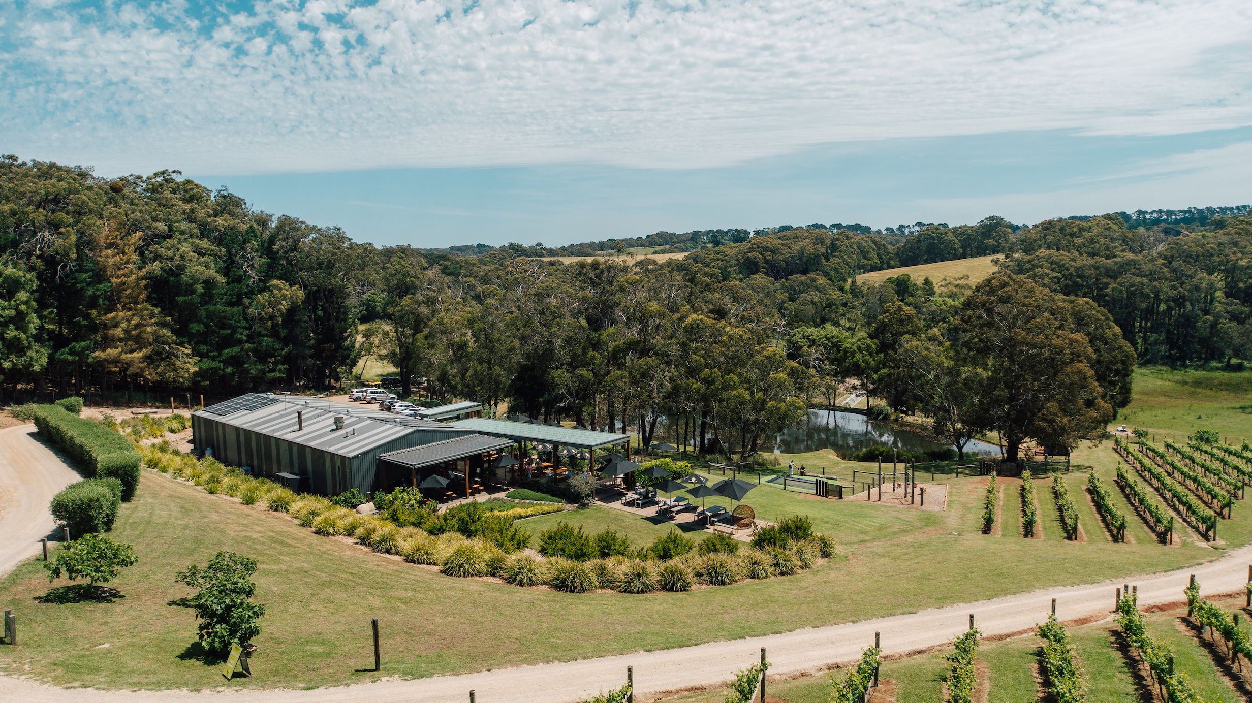 Green Olive at Red Hill