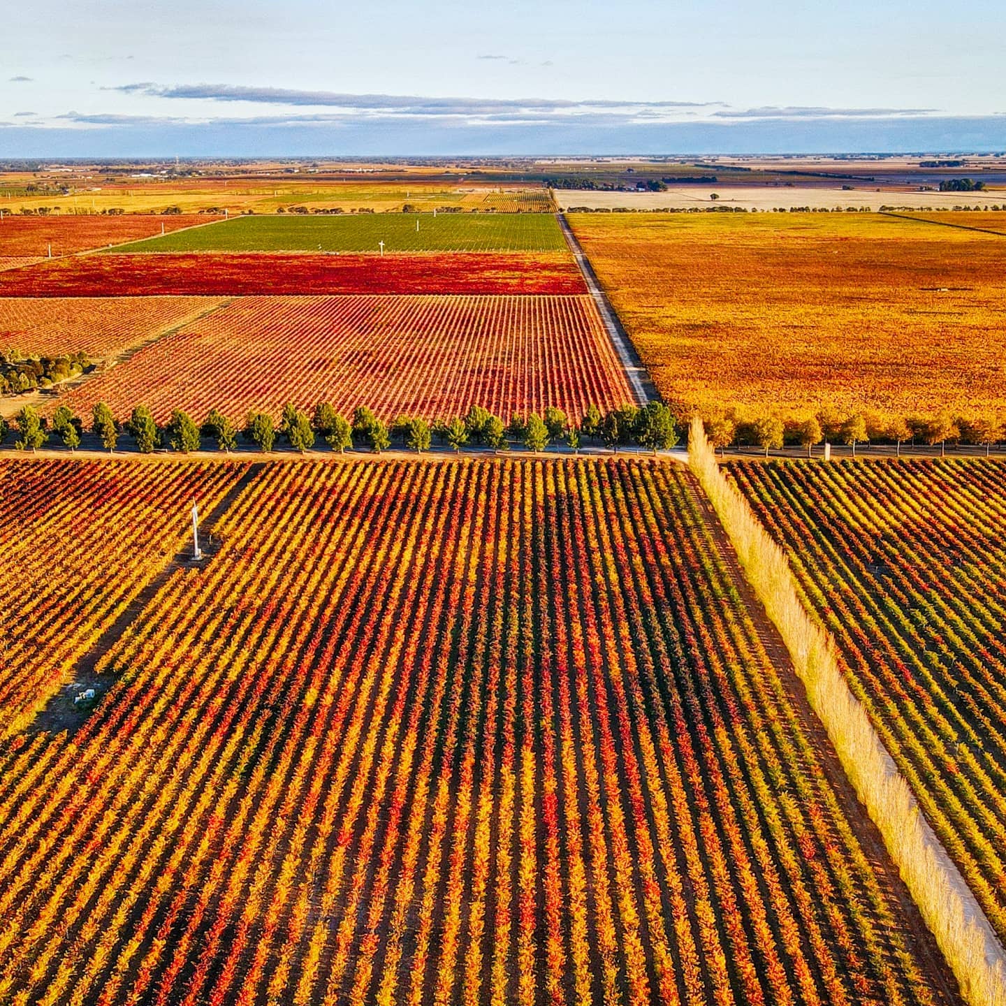Coonawarra