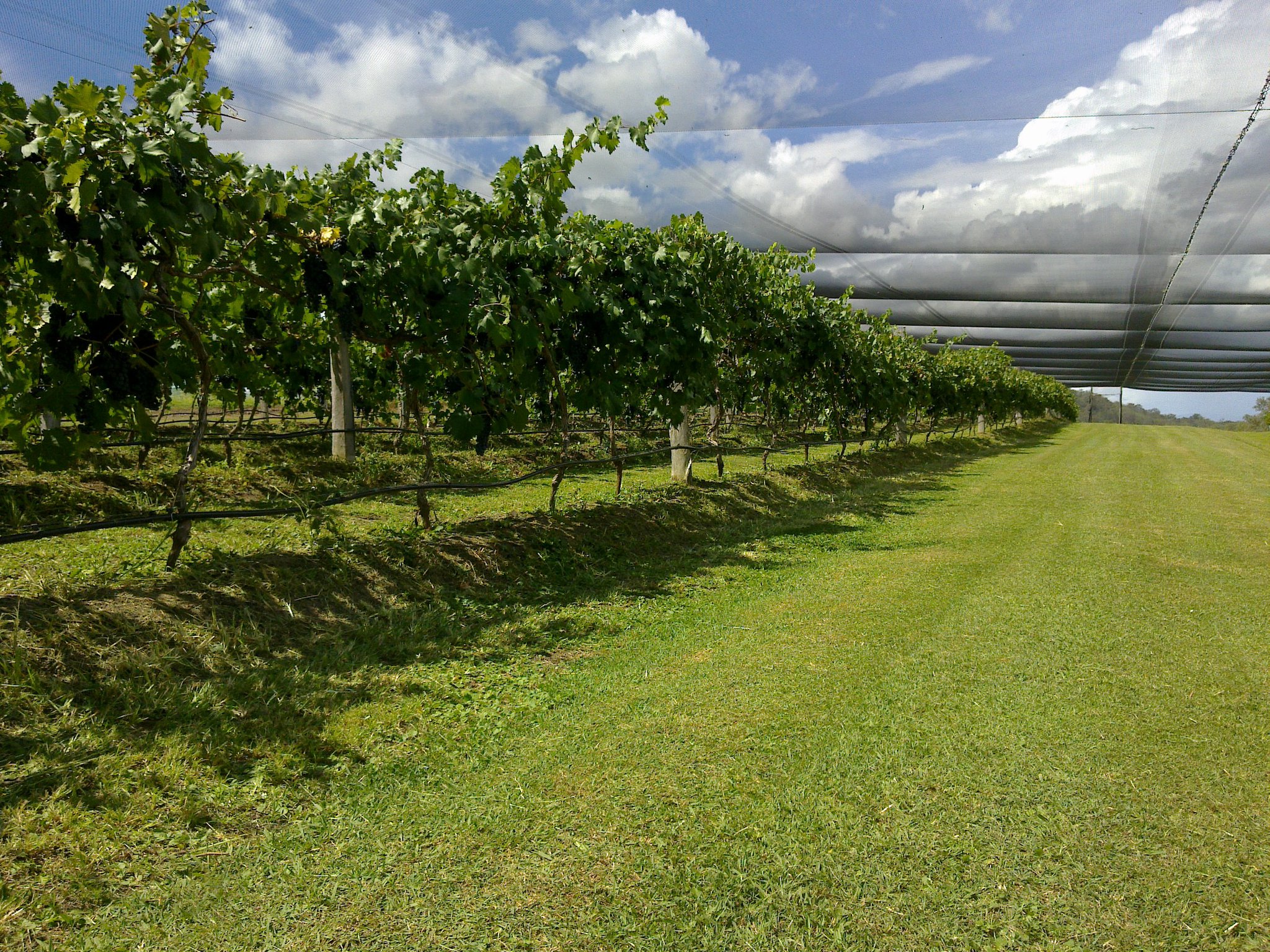 Bunjurgen Estate Vineyard