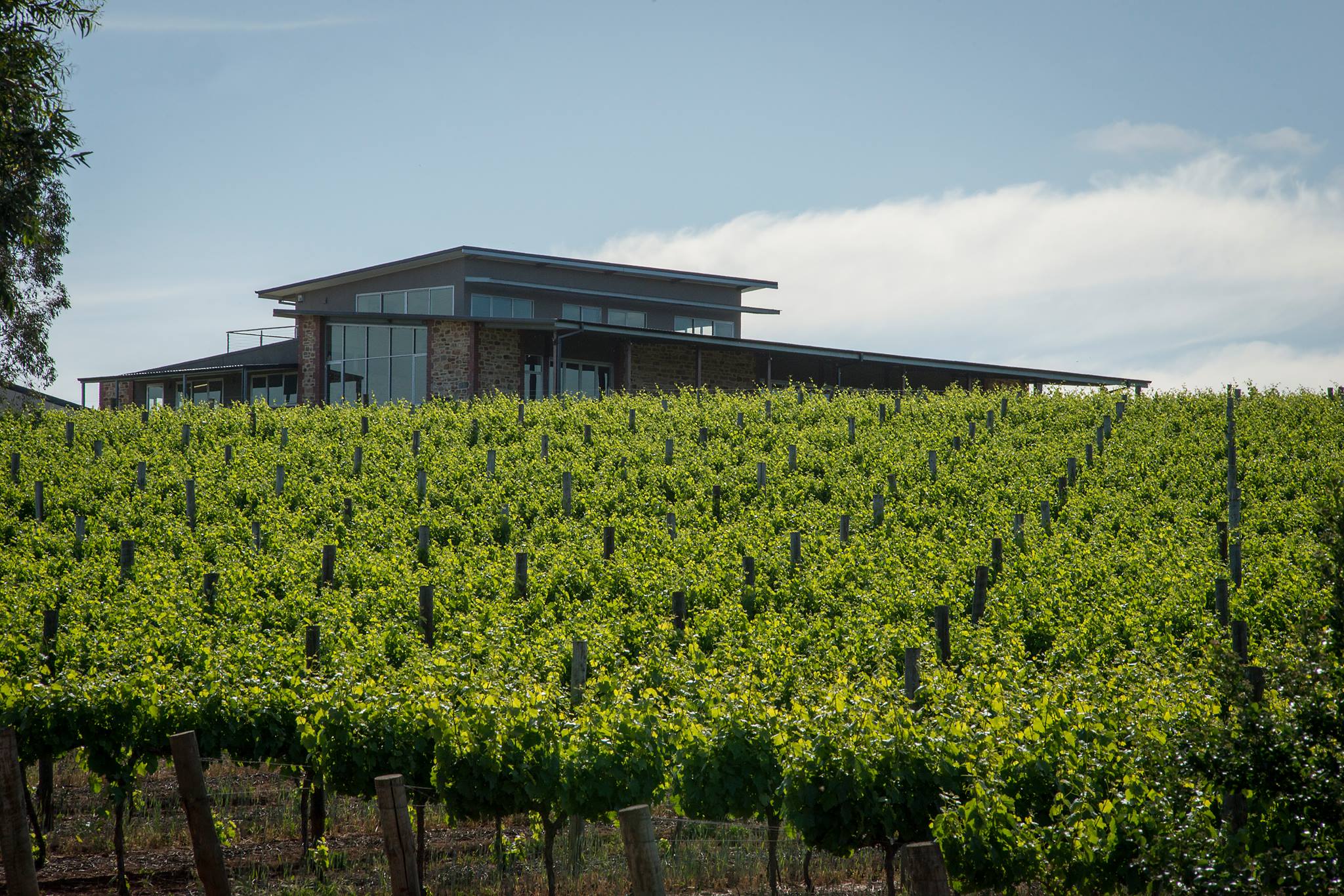 O'Leary Walker Wines