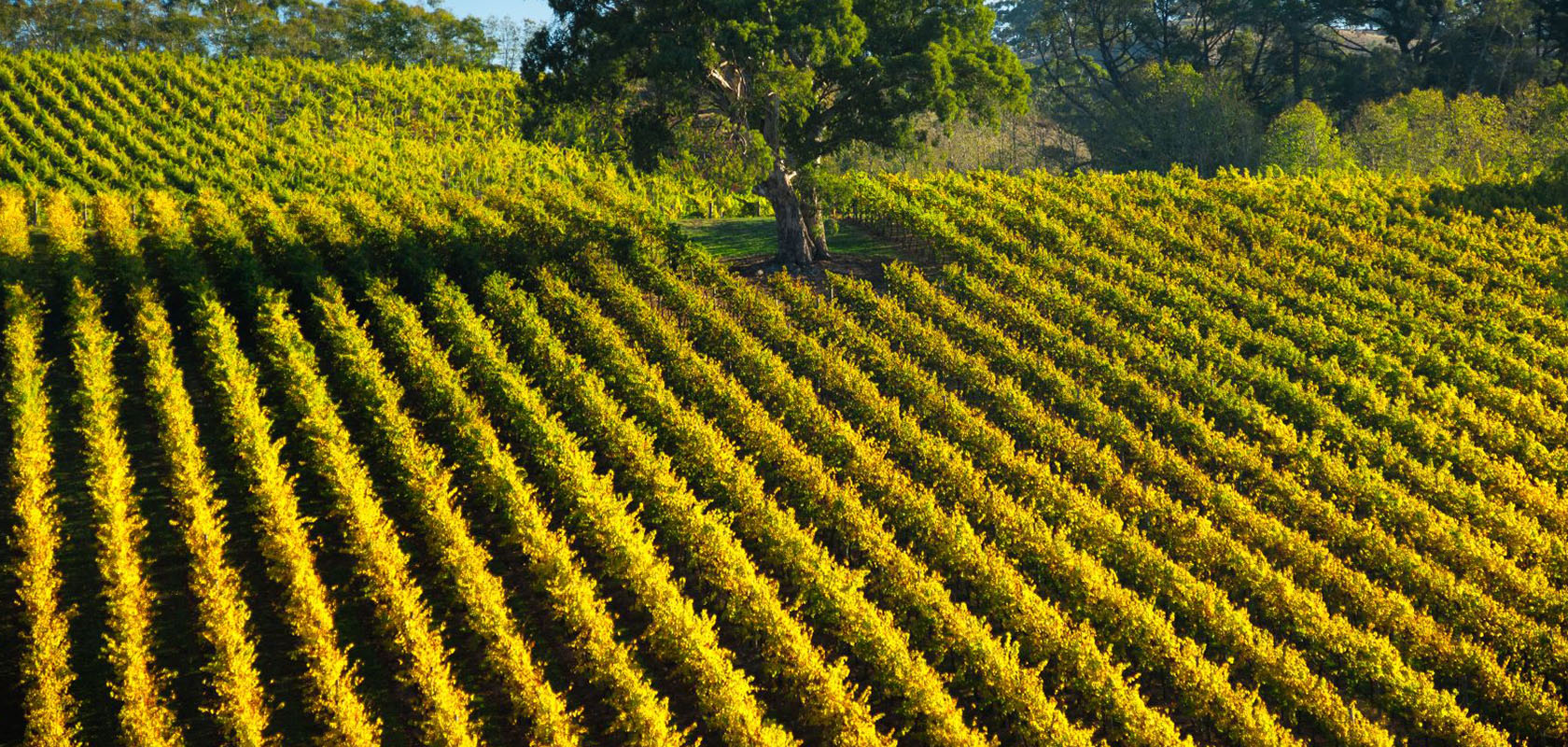 South Burnett Wine Region