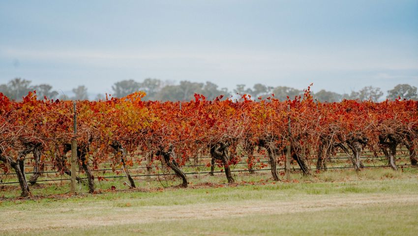 Campbells Wines (1)